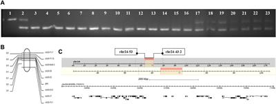 BmC/EBPZ gene is essential for the larval growth and development of silkworm, Bombyx mori